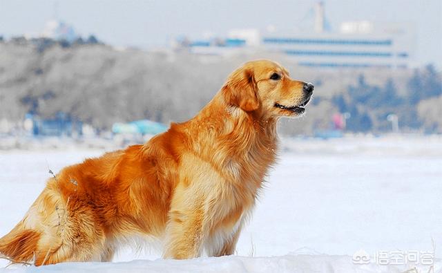 中型宠物狗狗品种大全大全:1000元以下的中型犬，有哪些推荐养的？