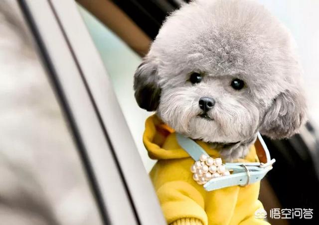 最好养的中小型犬排名:柯基、比熊、泰迪，哪个比较聪明好养呢？