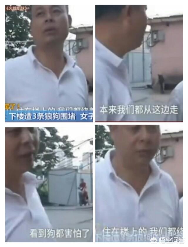 大狼狗:哪种狼狗的战斗力最为强悍？