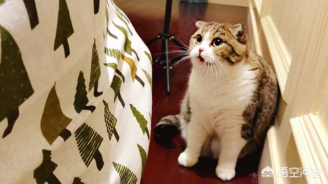公猫发情粘人吗:猫咪忽然特别粘你，冲你叫是什么意思？