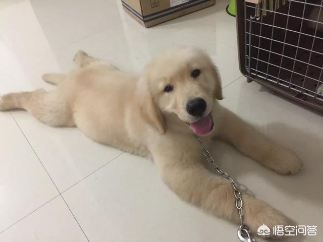 哪里能买到赛维洛犬菌清:幼犬多久驱虫一次比较好？