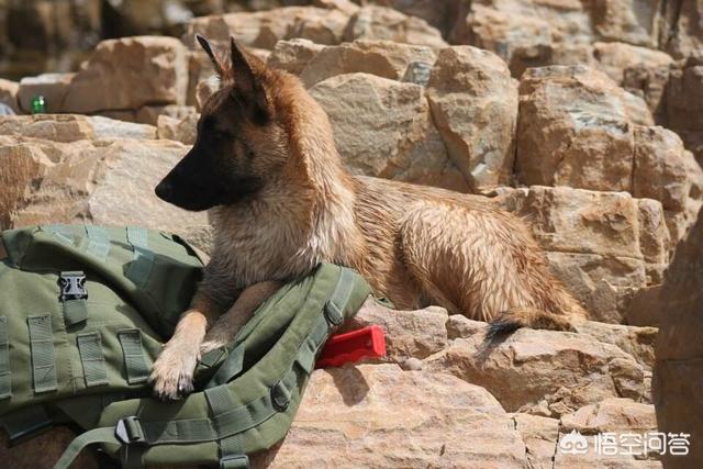 杜高犬和坎高犬打斗视频:杜高犬和坎高犬打架视频 哪些狗狗户外能力强、耐力好、护主？