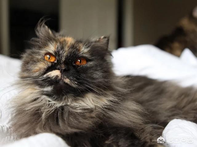 素力高金装跟普装的:哪个牌子的猫粮比较好吃？ 金装素力高美版与加版的区别