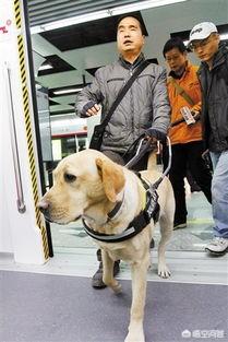 导盲犬品种:拉布拉多犬是不是目前最适合做导盲犬的品种？