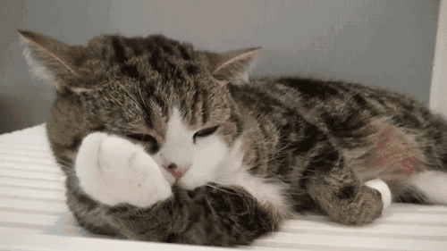 猫救小主人:在旅途中救了一只刚满月的小猫是就地送人还是自己带回家喂养？