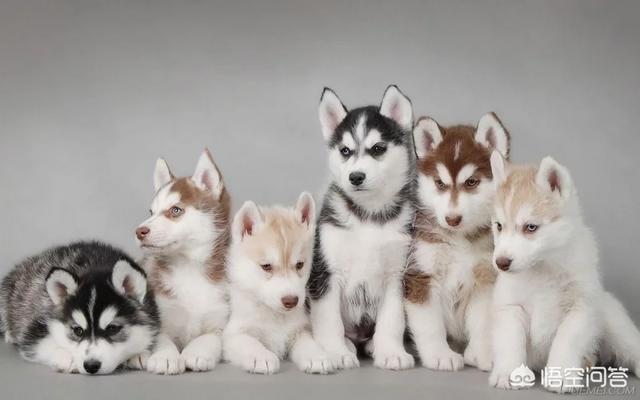 流浪贵宾犬怎么养:养了好几年的贵宾犬，因新租的房子不能养宠物了，该怎么办？