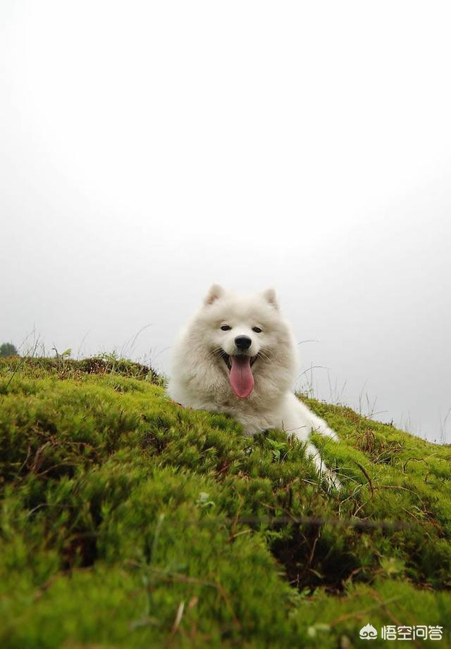 流浪贵宾犬怎么养:养了好几年的贵宾犬，因新租的房子不能养宠物了，该怎么办？