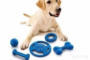 狗狗什么时候开始认主？插图28