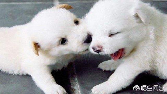 狗得犬瘟热初期症状:狗狗犬瘟初期到中期是多久？
