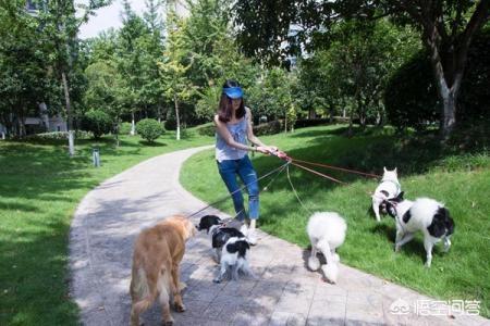 狗狗什么时候开始认主？插图44