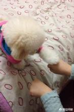 狗狗什么时候开始认主？插图45