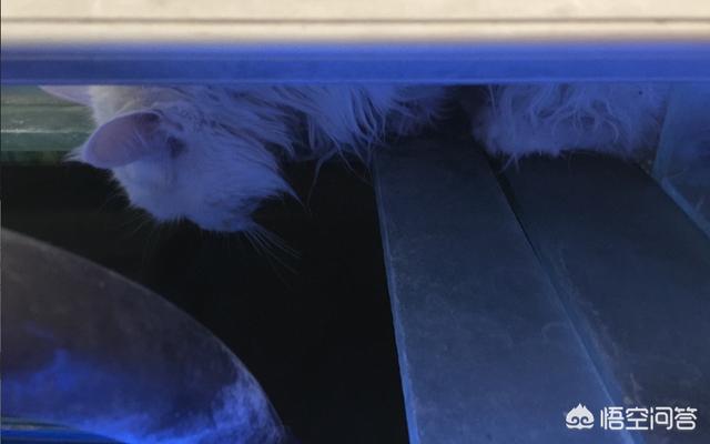 头条问答- 宠物临终前，会有什么征兆吗？(喵来啦的回答，0赞）