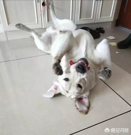 我做母狗的经历贞操带:狗狗节育后会有什么变化？