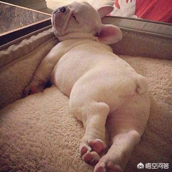 幼犬喂养:饲养幼犬有什么地方需要注意？