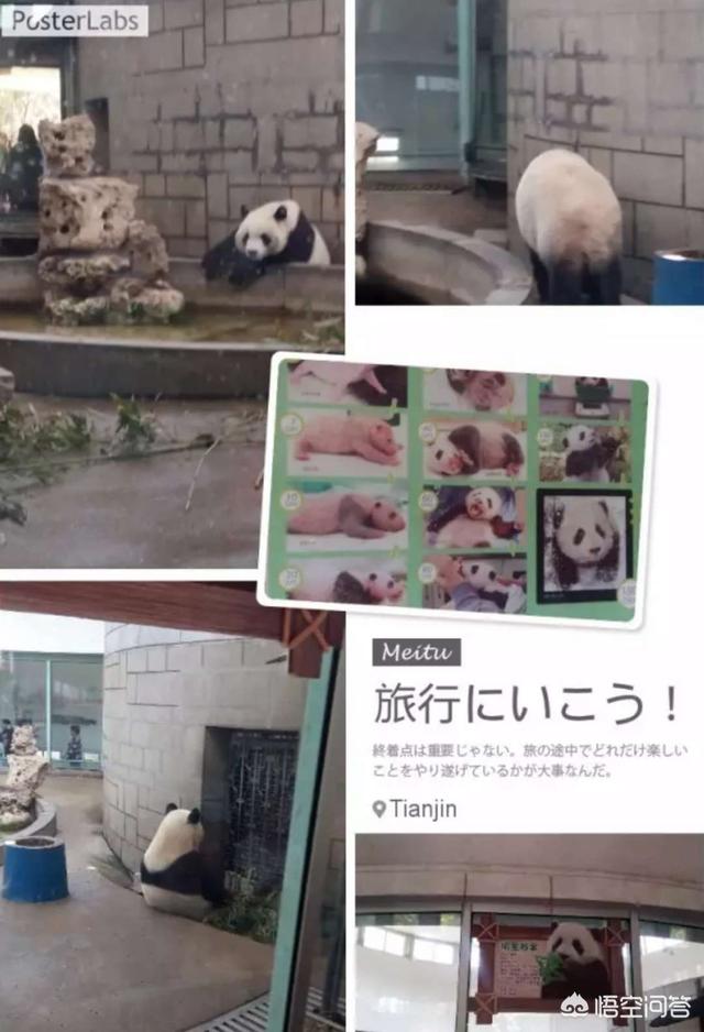 天津动物园松鼠猴:天津市动物园为什么只有一只大熊猫？ 沧州动物园松鼠猴视频