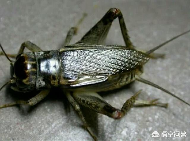 葡萄树的害虫有哪些:葡萄树6月份打食心虫药早上打还是下午打好？