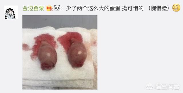 狗民团购什么时候更新:猫咪绝育之后有什么变化吗？