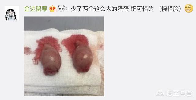 猫咪绝育惊呆了:猫咪绝育后，自己知道吗？ 猫咪绝育好还是不绝育好