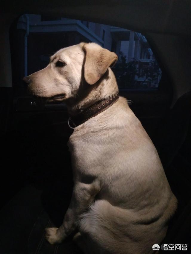 大型犬斗狗打架视频:马犬和斗狗打架视频 哈士奇和金毛打架谁能赢？