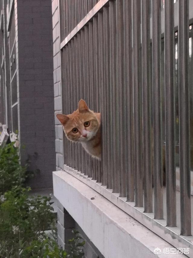 母猫绝育伤口一般多大?:母猫最小多大可以做绝育？