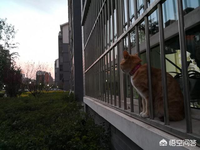 母猫绝育伤口一般多大?:母猫最小多大可以做绝育？