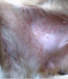 介助犬的遗言全集中文字幕:狗狗身上有多少种寄生虫？