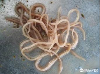 介助犬的遗言全集中文字幕:狗狗身上有多少种寄生虫？