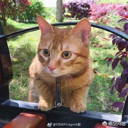 来养一只电子宠物猫:养一只橘猫具体是一种怎样的体验？