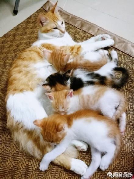 来养一只电子宠物猫:养一只橘猫具体是一种怎样的体验？