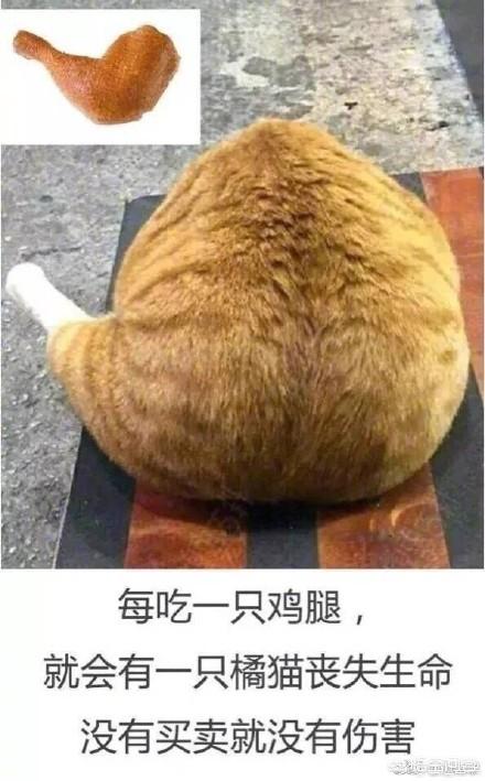 来养一只电子宠物猫:养一只橘猫具体是一种怎样的体验？
