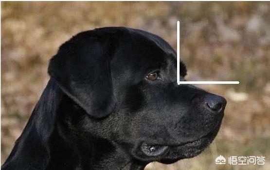 怎么分辨莱卡犬:拉布拉多犬怎么选纯种呢？