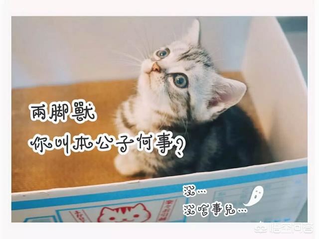 猫奴契约书图片:自从养了猫，你的生活发生了什么改变？