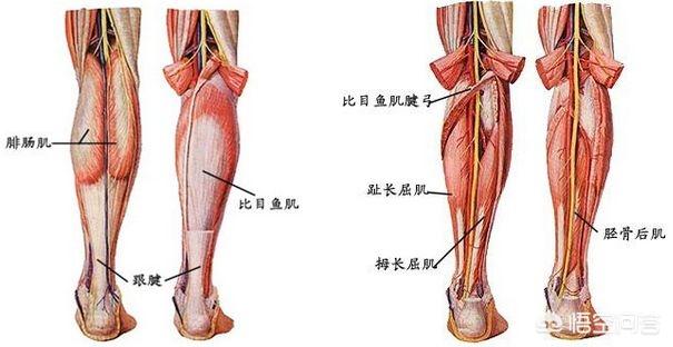 肌肉腿可以抽脂吗:大腿抽脂吸脂是什么体验？