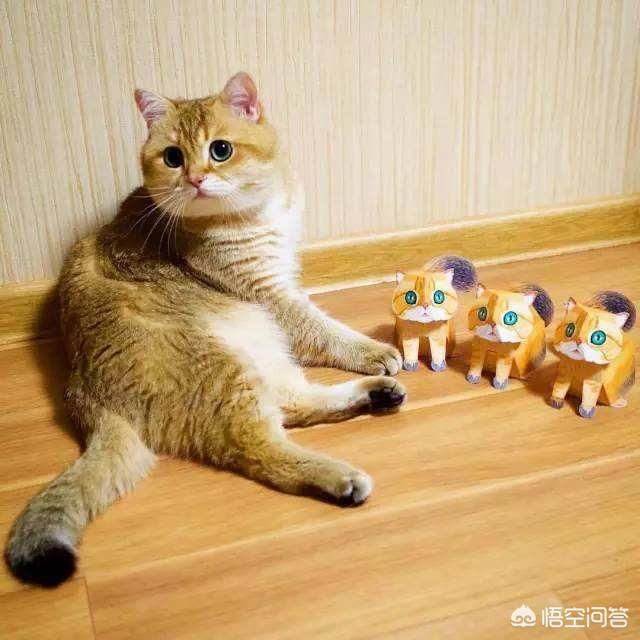 大脸猫图片呆萌:为什么猫的脸大了可爱，而人的脸大了就难看呢？