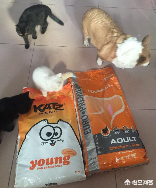 爱肯拿和荒野盛宴:3个月的布偶猫吃什么好？