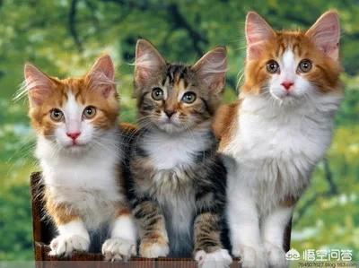 国产猫粮品牌排行榜国产:哪个牌子的猫粮比较好吃？