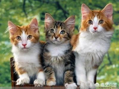 素力高金装跟普装的:哪个牌子的猫粮比较好吃？ 金装素力高美版与加版的区别