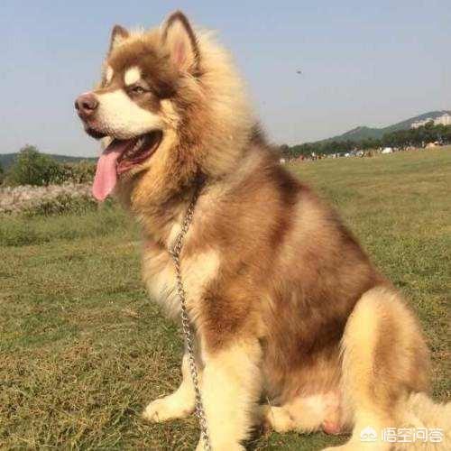 真实泰迪熊狗图片:泰迪熊和泰迪狗的区别图片 阿拉斯加这种狗能有多怂？