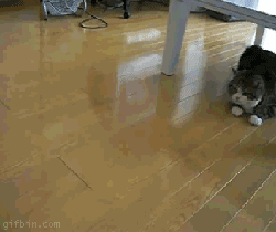 猫救小主人:在旅途中救了一只刚满月的小猫是就地送人还是自己带回家喂养？