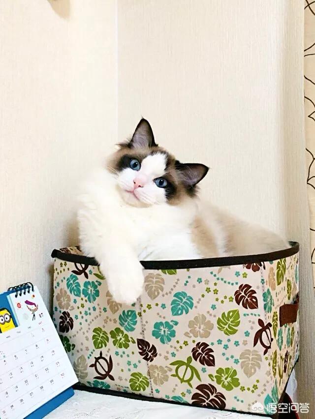 猫图:大家有没有用过自家猫咪图片做手机壁纸？ 猫图片大全可爱图片