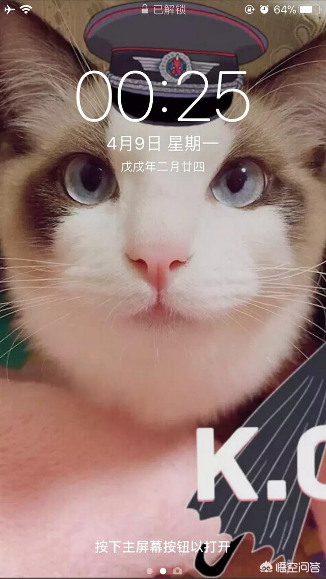 猫图:大家有没有用过自家猫咪图片做手机壁纸？ 猫图片大全可爱图片