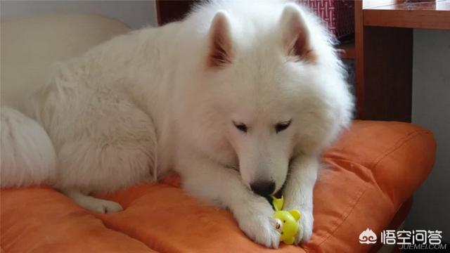流浪贵宾犬怎么养:养了好几年的贵宾犬，因新租的房子不能养宠物了，该怎么办？
