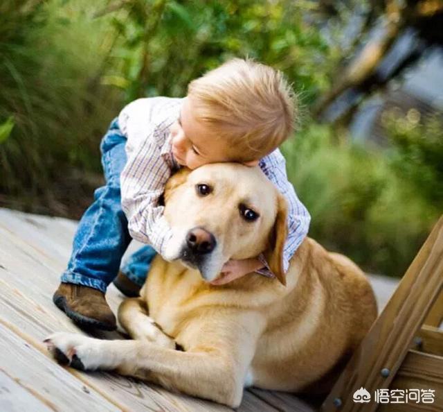 狗狗什么时候开始认主？插图38