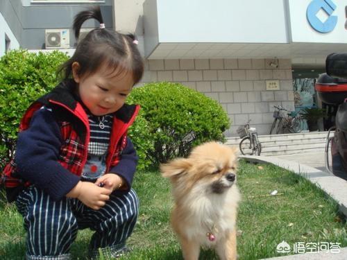 狗狗什么时候开始认主？插图41