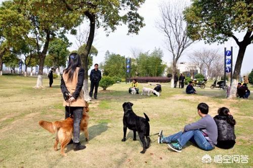 狗狗什么时候开始认主？插图40