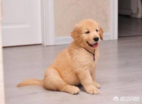 幼犬喂养:饲养幼犬有什么地方需要注意？