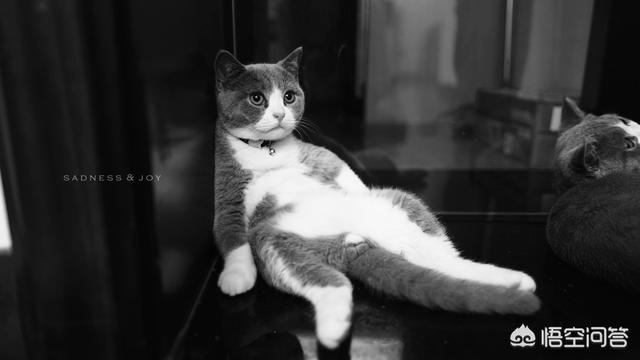 小萌猫红小胖:养一个胖猫是一种怎样的体验？