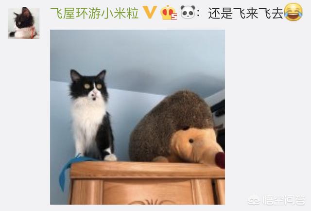 狗民团购什么时候更新:猫咪绝育之后有什么变化吗？
