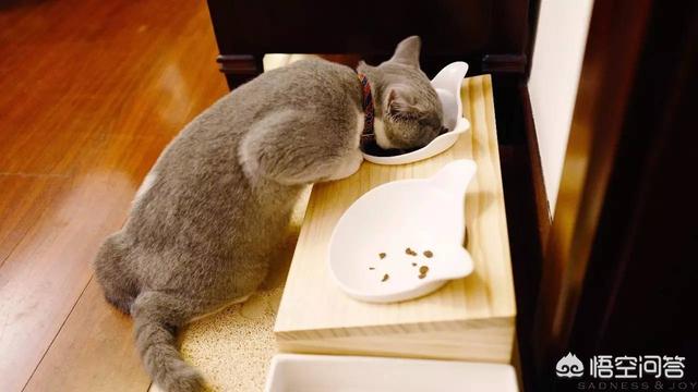 小萌猫红小胖:养一个胖猫是一种怎样的体验？