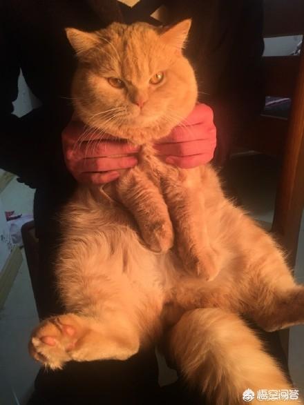 来养一只电子宠物猫:养一只橘猫具体是一种怎样的体验？